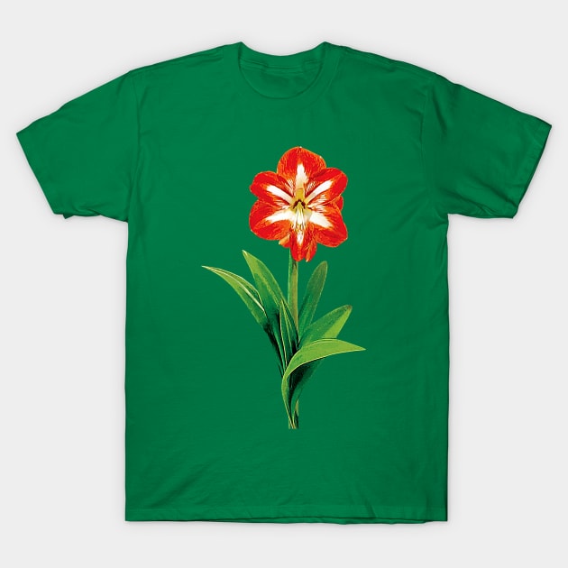 Orange and White Amaryllis T-Shirt by SusanSavad